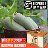 盒绿色新鲜蔬菜有机水果农产品精品礼天津特产正宗沙窝萝卜胜潍坊
