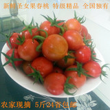 5斤包邮农家新鲜水果春桃圣女果小西红柿番茄特产应季蔬菜现摘