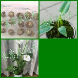 室内水培植物 水培白色马蹄莲苗盆栽 种球 桌面鲜花绿植颜色