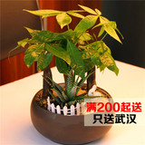 客厅室内桌面植物发财树富贵竹组合盆栽盆景办公室观叶绿植