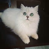 自家养殖纯种宠物幼崽金吉拉白色猫咪金吉拉宠物猫咪活体萌喵
