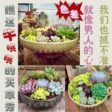 多肉植物陶瓷花盆批发 绿植 个性创意小清新拼盘简约中国风免邮
