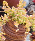 猪妖与猪精 多肉植物达摩福娘 办公室植物绿植创意花卉盆栽