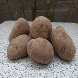 红皮黄心土豆 2015年新挖 新鲜土洋芋 非转基因 马铃薯 5斤包邮价