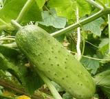 绿色蔬果配送新鲜北京有机蔬菜生鲜水果小笨旱秋寸黄瓜8.9一斤