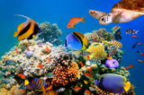 高清大幅海洋生物海报海底世界动物鱼风景客厅背景装饰挂贴画a1
