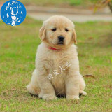北京犬舍出售纯种大头美系金毛幼犬 可送货 宠物狗狗巡回犬伴侣犬