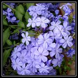 【花隐 园艺家】多年生 蓝雪花 盆栽小苗 可以做花墙 大花量