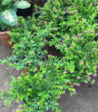盆栽花苗 满天星苗 满天星花苗 地被植物 紫蓝色 净化空气防辐射