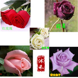 庭院玫瑰花苗紫白红玫瑰盆栽 玫瑰树 食用玫瑰多品种当年开花包邮