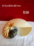 鹦鹉螺 贝壳奇石 观赏石 鱼缸造景家居摆件四大名螺之一 高档礼品