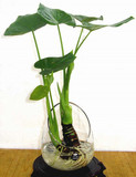 水培绿萝吊兰滴水观音水仙吸甲醛净化空气 室内花卉绿植盆栽植物