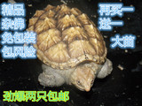 杂佛龟小鳄鱼龟纯佛精品杂佛大黄壳小鳄龟宠物龟观赏龟8-14cm大苗