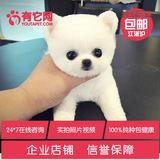 有它网宠物狗狗茶杯日本俊介白色球体哈多利博美犬幼犬活体出售啊