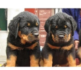 罗威那 热卖纯种罗威纳犬幼犬出售护卫犬宠物狗狗 视频支付宝LW6