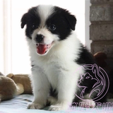 上海边境牧羊犬幼犬出售 包健康宠物狗狗可上门
