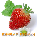 新鲜奶油草莓中大果 温州特产时令水果2斤 天然有机美容食品批发