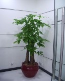 大型绿植盆栽步步高三杆发财树——开业乔迁客厅办公室绿化1.7米