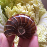 天然海螺化石 鹦鹉螺 发财螺 矿物标本 奇石收藏 新品特价