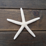 天然海螺 贝壳 海星 5-10CM 白色五指海星