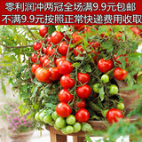 阳台种植 樱桃小番茄 圣女果种子 四季种 蔬菜种子 水果苗 果树苗