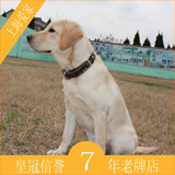 纯种白色拉布拉多狗宠物狗狗活体幼犬公上海爱家宠物训练学校D21