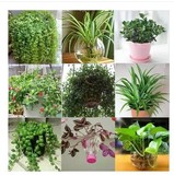 室内花卉绿植 吊兰 常春藤 绿萝净化空气吸甲醛 土培/水培品种多