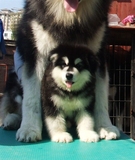 巨型纯种阿拉斯加哈士奇犬雪橇幼犬宠物狗活体红黑白十字架熊版5