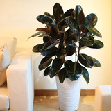 室内客厅绿植花卉盆栽 观叶绿色植物 黑金刚 橡皮树 吸甲醛