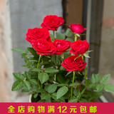 玫瑰花盆栽迷你玫瑰盆栽荷兰进口玫瑰花苗包邮植物花草