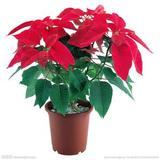 净化空气盆栽:一品红苗 万年红 红红火火观叶植物《生意红火》