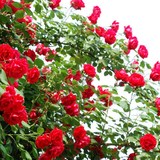 庭院植物 蔷薇花苗3年苗 香水藤本月季 玫瑰花苗 全年320天开花