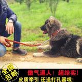 藏獒金毛哈士奇萨摩耶阿拉斯加狗链子德牧牵引绳大型犬狗绳狗项圈