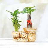 绿植|聚宝盆陶瓷花盆 组合盆栽| 树桩植物 办公室桌面花草