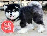 宁波 纯种巨型阿拉斯加雪橇犬幼犬黑色W3大型犬公母有宠物狗