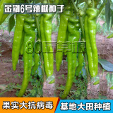 金剑6号 辣椒种子 超辣 高产 进口 四季蔬菜种子 盆栽尖椒