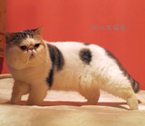 浙北名猫苑 CFA异国短毛猫 加菲猫 宠物猫 种猫不出售家养纯种