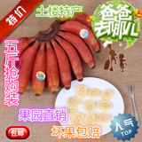 土楼红香蕉 果园直销 5斤69元特价包邮新鲜水果红米蕉红皮香蕉
