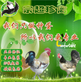 纯种鹊山鸡 农家散养   种蛋 孵化 受精卵   数量不限 观赏鸡