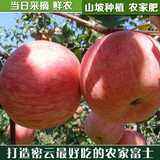 密云农家有机苹果 富士苹果 脆甜可口 红苹果 北京当到 新鲜速达