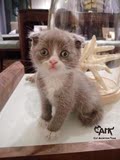 名贵活体宠物猫 英国短毛猫 CFA纯种血统 幼猫 蓝白正八字折耳