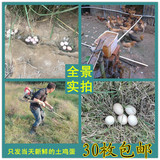 【天天特价】土鸡蛋山林散养野生柴笨鸡蛋新鲜草鸡蛋30枚农家自养