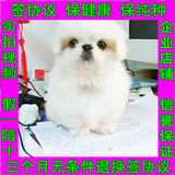 出售纯种北京 京巴幼犬 赛级宫廷犬 超可爱 长不大雪白 宠物狗44