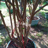 台湾正宗嘉宝果树葡萄苗 5年苗110-150公分 头径粗2.0-3.0公分