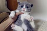 【已去新家】赫米娅苏格兰折耳猫立耳纯种宠物猫活体蓝白幼猫