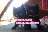 美国孟买猫 黑猫 黑豹 幼猫 公母小猫