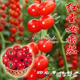 蔬菜番茄种子种子 红圣女樱桃水果番茄种子 有机 西红柿种子盆栽