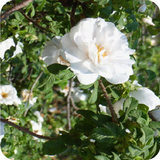 精品玫瑰【欧洲食用香水玫瑰】盆栽玫瑰花苗 花卉植物 观赏食用