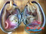 北京京深海鲜产地直销批发鲜活水产鲜活天鹅蛋渤海湾天然海鲜