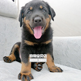 警犬 大型犬 纯种罗威纳犬 幼犬 宠物狗狗 活体包健康033